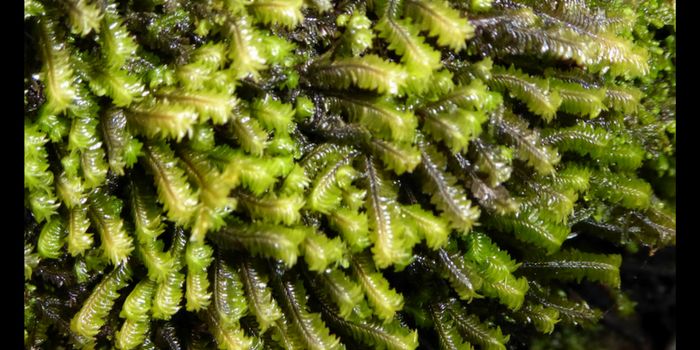 Peruvian Plant's Unique Anti-Tumor Biological Mechanism Discovered