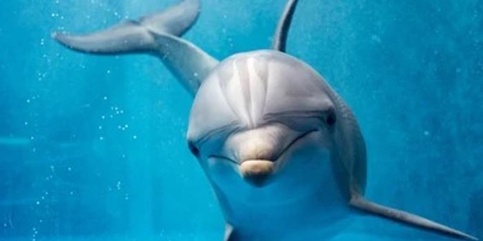 Scientists conduct first genetic diversity census of common dolphins