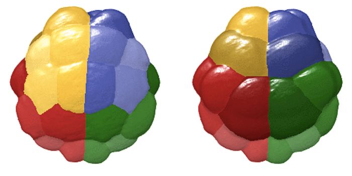 Virtual Cell Provides a Close Look at Gene Expression During Development