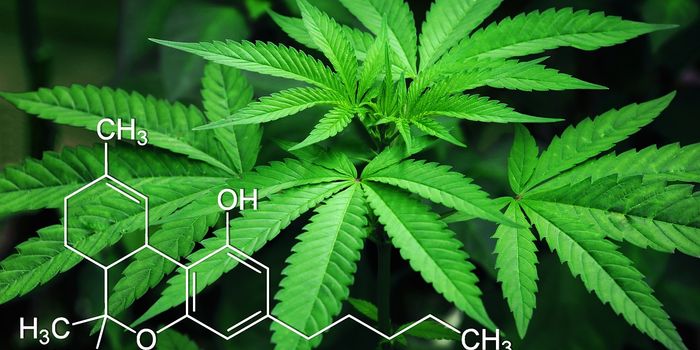 Study Finds a Genetic Link between Cannabis Use Disorder and Lung Cancer