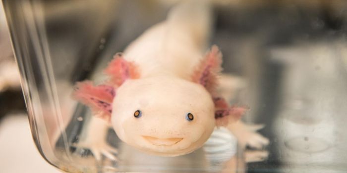 The Secret to Regeneration Is In Our Genes