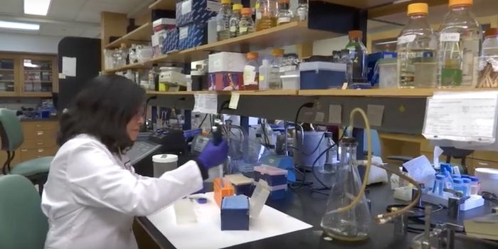 The Gut Microbiome May Play a Role in Schizophrenia