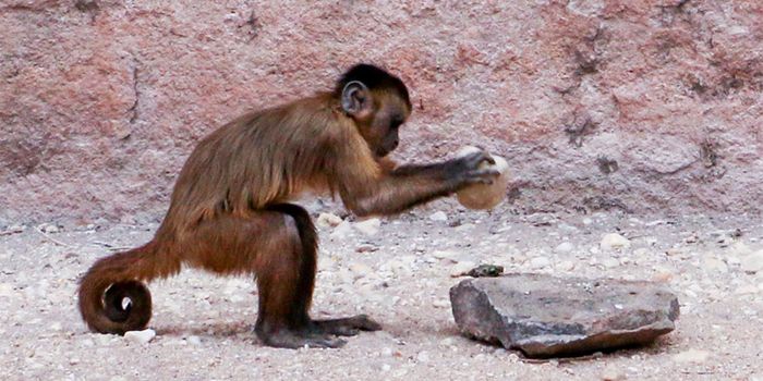 Study Shows Chimpanzees Who Travel Will Use Tools to Gather Food