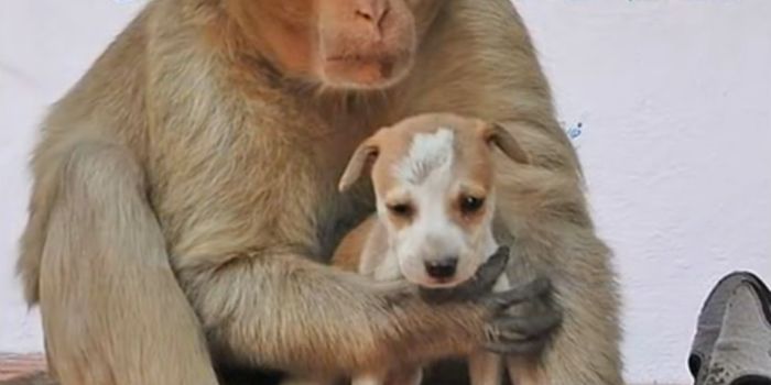 Monkey in India Adopts Stray Puppy and Cares for it