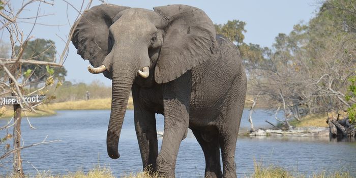 Scientists Expose East African Elephant Poaching Patterns