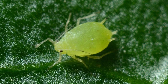 Headlice Drug Kills COVID-19 Within 48 Hours