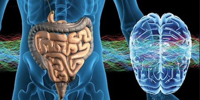 New Details About how our 'Second Brain' is Formed