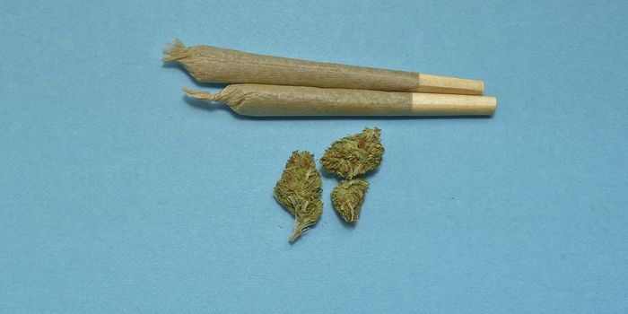 Potent Pot May Boost Risk of First Cannabis Disorder Sign