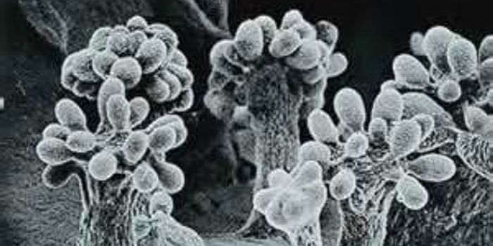 Crunching The Numbers In Nature.