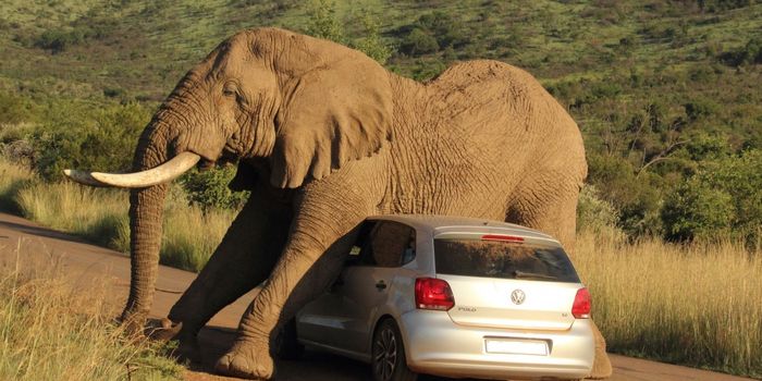Elephant Scratches An Itch With A Golf