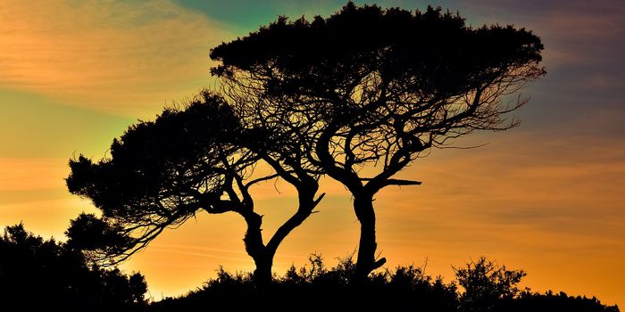 There Are Over 60,000 Tree Species in the World