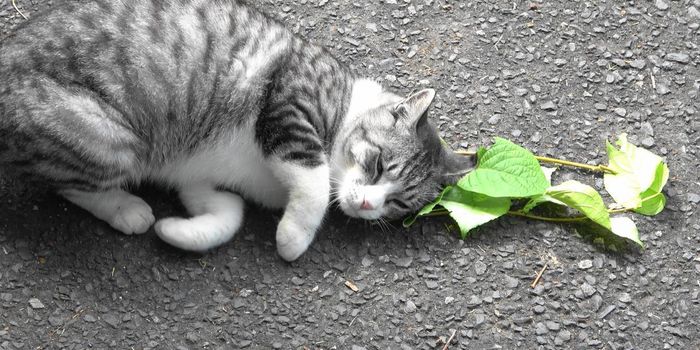 A Practical Reason Why Cats Love Catnip