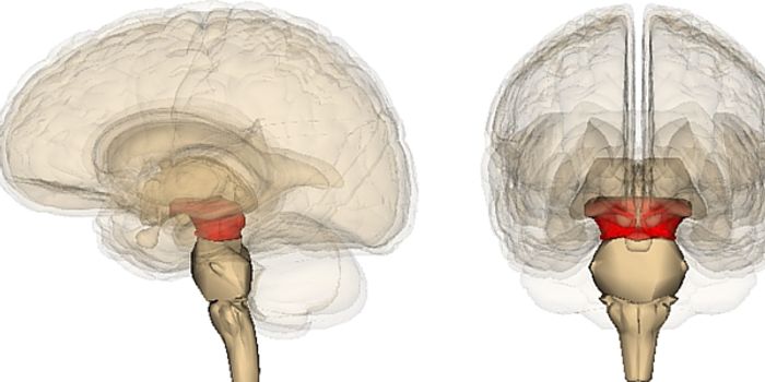How Lab Grown Brain Tissue Helps Parkinson's Research