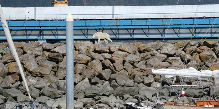 Goat Drowns Because People Just Couldn't Leave it Alone