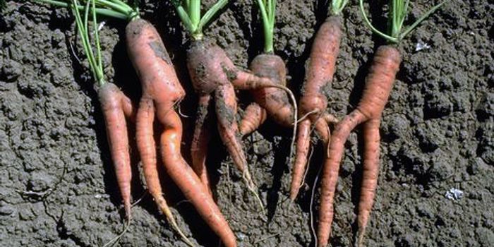 Plant Parasites Mimic Plant Hormones to Cause Disease