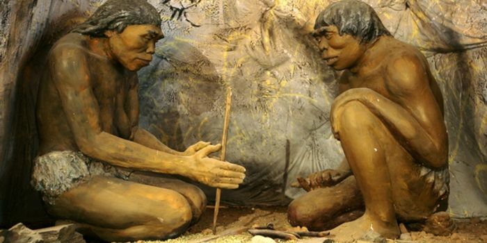 How Human Brains Grew So Big