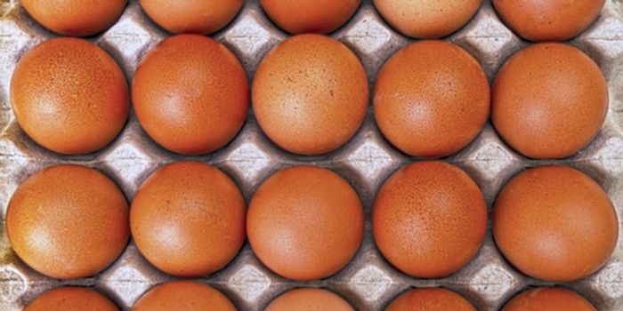 Scientists Grow Cancer Drugs Inside Chicken Eggs