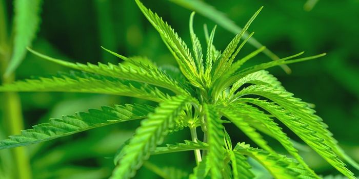 Cannabis Use May Lower Vascular Function by 50%