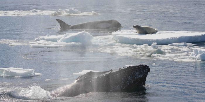 Why Do Humpback Whales Act Like Vigilantes When Orcas Attack Animals?