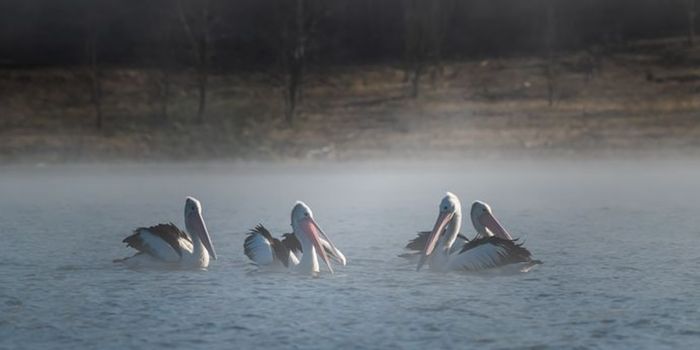 Avian Influenza Continues Its Rampage, and Another Human Case Appears