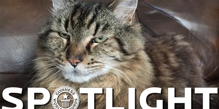 Meet the World's Oldest Living Cat, Corduroy