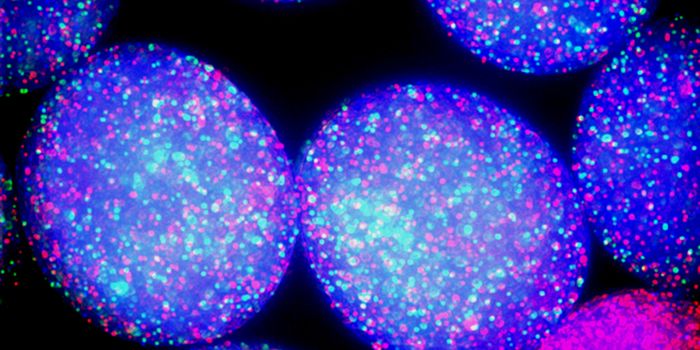 Why Sponges are Especially Good Homes for Bacteria