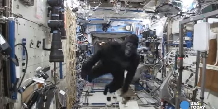 Gorilla on the International Space Station?!