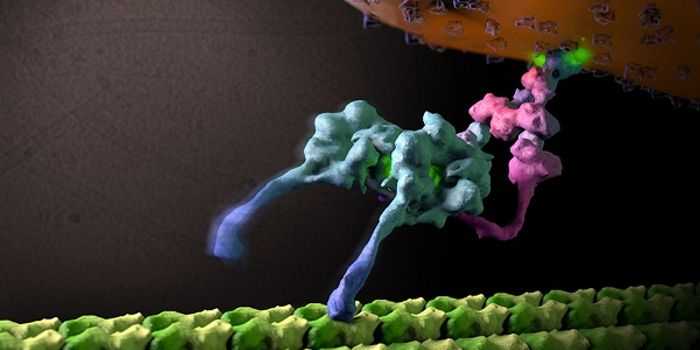 Scientists Reveal Structural Secrets of Nature's Little Locomotive