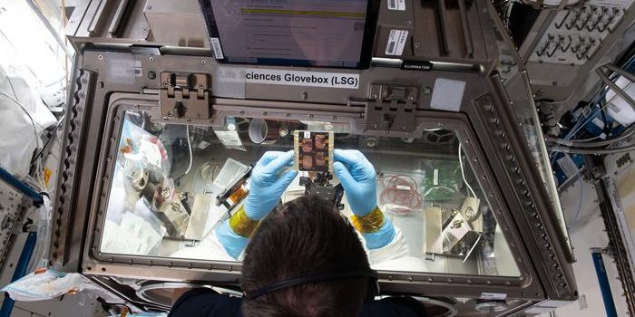 Importance of Understanding Microgravity's Impact on Muscles