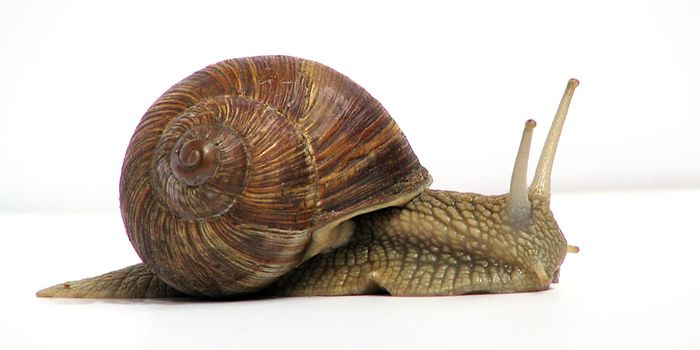 The First Extinction of 2019 Already Happened