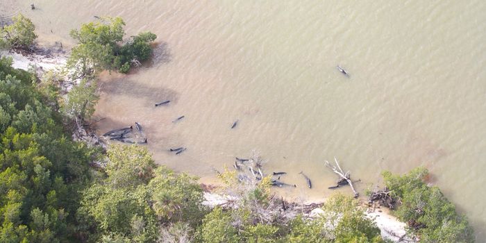 Dozens of Dolphins Strand Themselves in Florida, NOAA Says