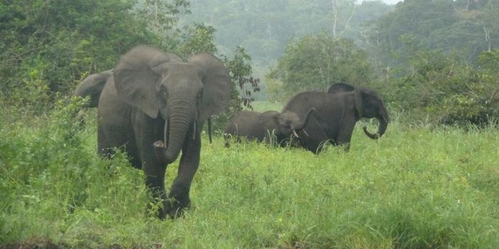 Elephant Poaching Impacts the Entire Ecosystem