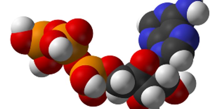 Scientists Gain Greater Understanding of Kleiber's Law