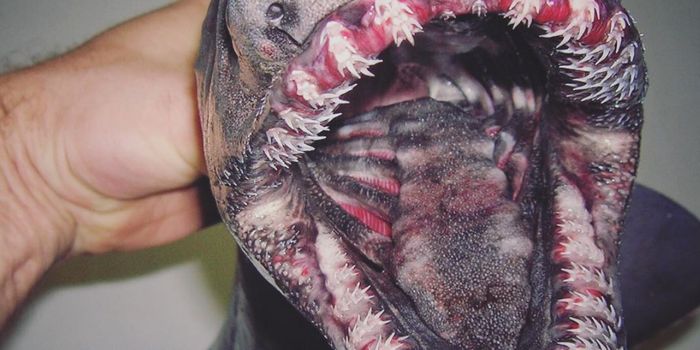 Russian Fisherman Shares Pics of Terrifying, Yet Unique Deep-Sea Catches