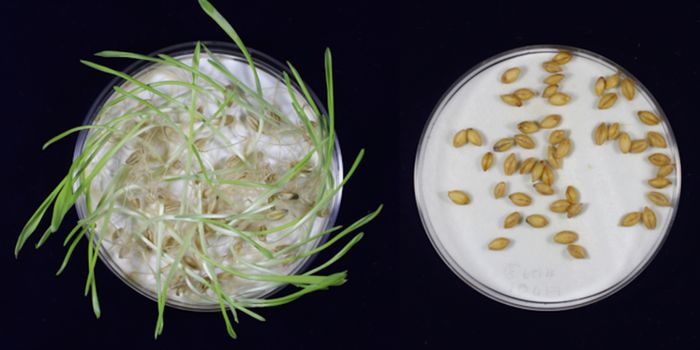 Gene-Edited Barley Can Secure the Beer Supply in a Changing Climate