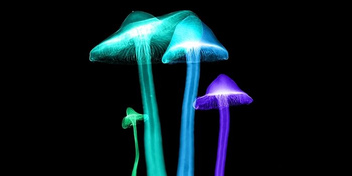 How 'Magic Mushrooms' Can Help Smokers Quit