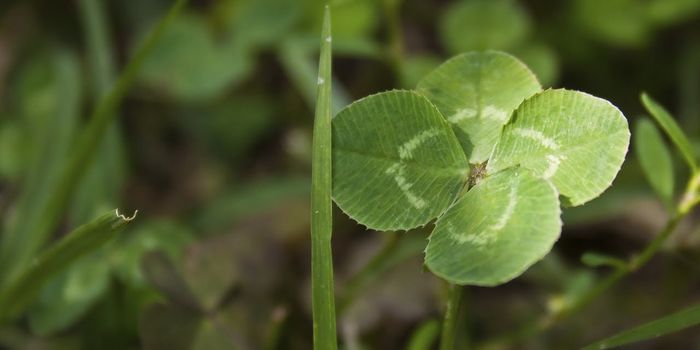 Feeling lucky? Here's how to find a four leaf clover