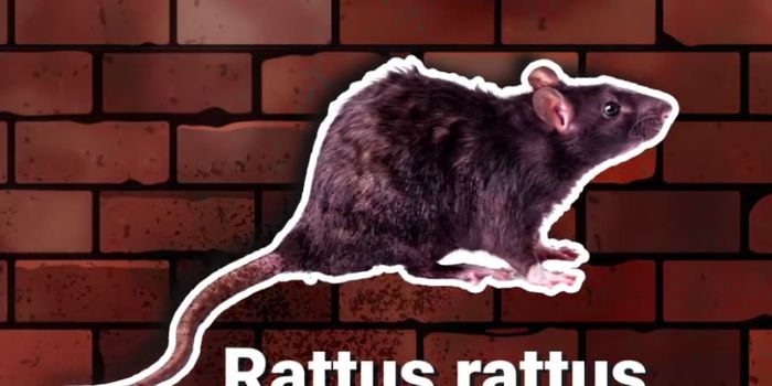 Here's Why Rats Are So Difficult to Get Rid of