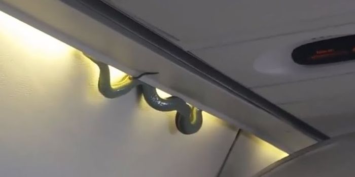 Airplane Forced to Land After Passengers Spot a Huge Snake Onboard