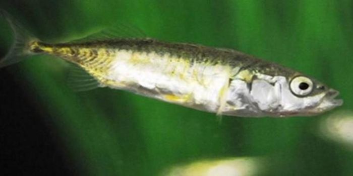 Do Fish Have Personality?