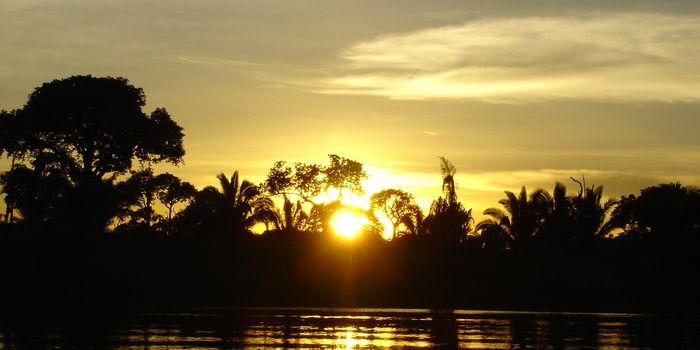 Brazil's attempt to value forest carbon