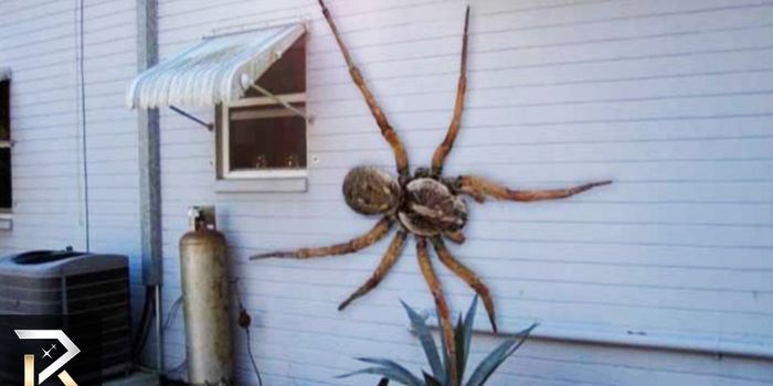 These Are Some of the Largest Bugs Ever Recorded on Earth