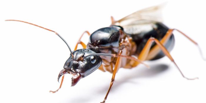 How epigenetics let scientists make giant ants