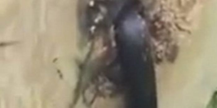 While Cutting Down a Tree, a Man Found (Half of) a Snake Inside