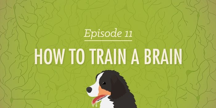 How to Train a Brain