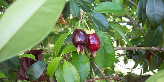 Atlantic Rainforest Fruit Trees Have Powerful Antioxidant Properties