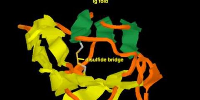 Antibodies Explained
