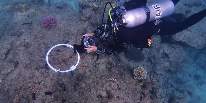 Advanced Imaging Techniques for Studying Coral Recruitment on the Great Barrier Reef