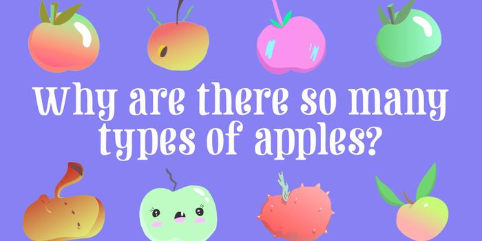 The Genetics of Apples
