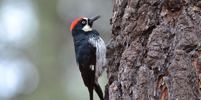 Watch How These Woodpeckers Defend Their Food From Thieves